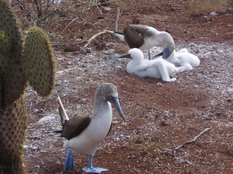 booby blue-footed boobies chicks bird birds footed